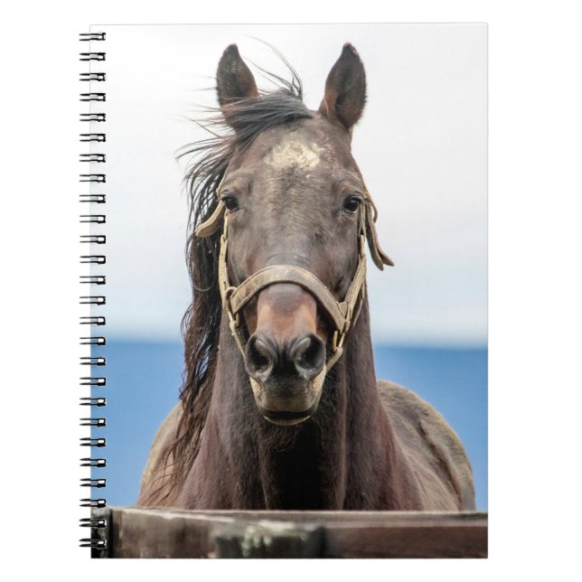 Carnet Portrait d'un cheval (Devant)