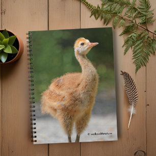 Carnet Portrait d'un Colt de grue de Sandhill