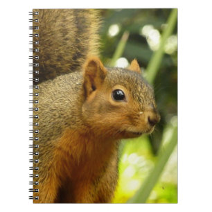 Carnet Portrait d'un Écureuil Photographie de la Nature e