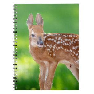 Carnet Portrait d'un nouveau-né (cerf de Virginie)