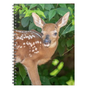 Carnet Portrait d'un nouveau-né (cerf de Virginie)