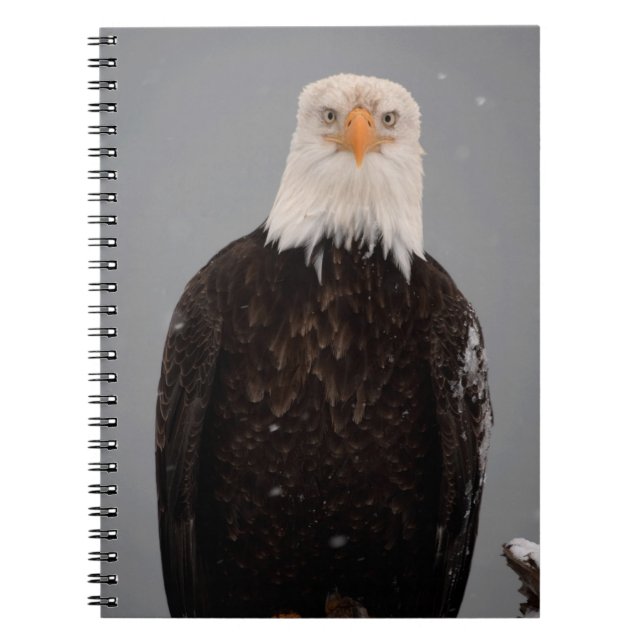 Carnet Portrait d'un pygargue à tête blanche dans la neig (Devant)