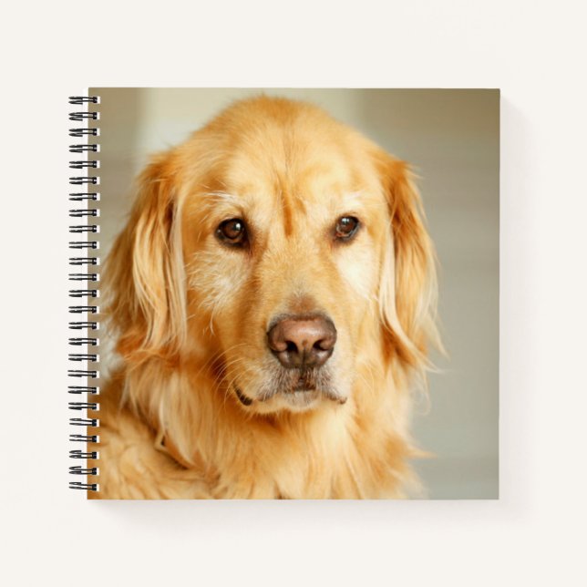 Carnet Portrait Golden Retriever (Devant)