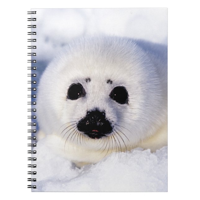 Carnet Portrait of a Harp Seal Pup (Devant)