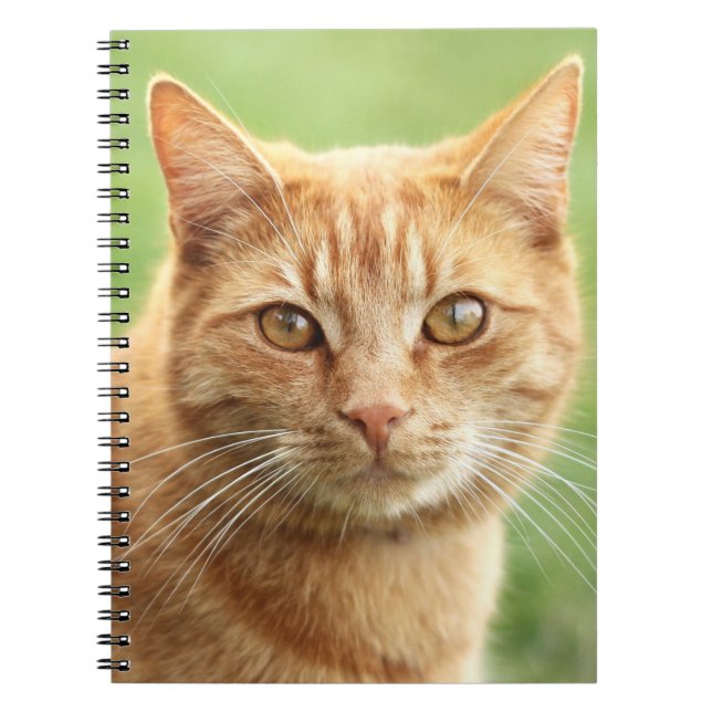 Carnet Portrait orange mignon de chat (Devant)