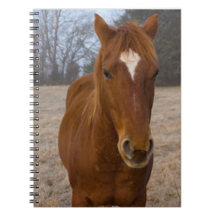 Carnet Pose de cheval