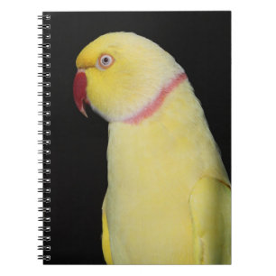Carnet Pose de perruche de Ringneck d'Indien de Lutino