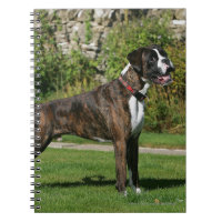 Position Brindle d'exposition canine de boxeur
