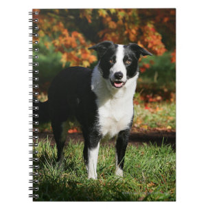 Carnet Position d'automne de border collie