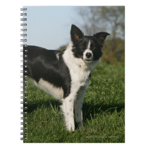 Carnet Position de border collie