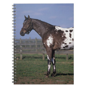 Carnet Position de cheval d'Appaloosa