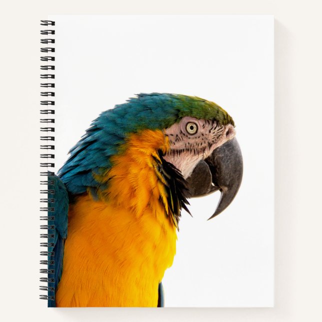 Carnet Post-it Notes perroquet (Devant)