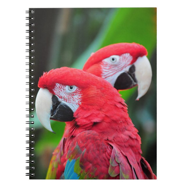 Carnet Poster coloré de perroquets de macaw (Devant)