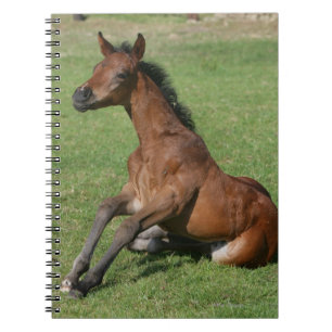 Carnet Poulain arabe se reposant