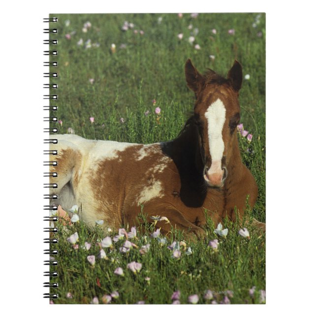 Carnet Poulain d'Appaloosa fixant en fleurs (Devant)