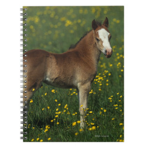Carnet Poulain de Gallois
