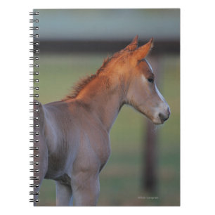 Carnet Poulain quart de cheval