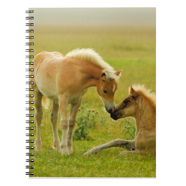 Carnet Poulains de cheval (Devant)