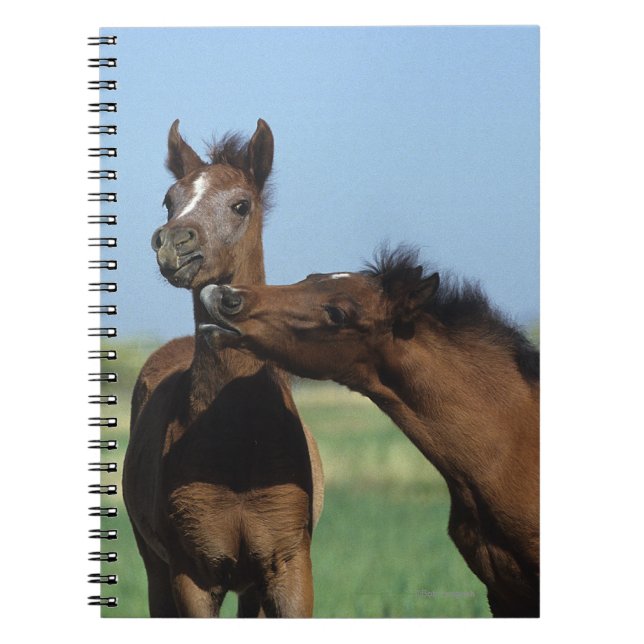 Carnet Poulains jouant 2 (Devant)