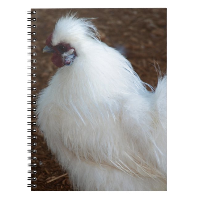 Carnet Poulet blanc de Silkie (Devant)