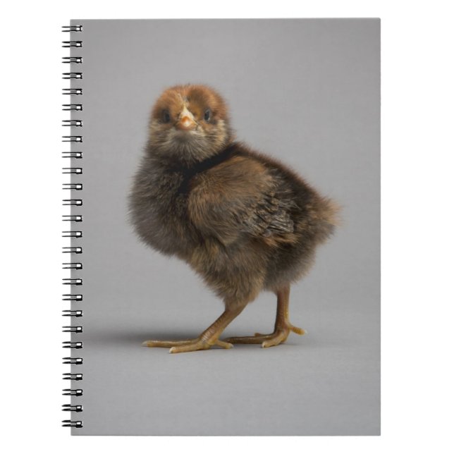 Carnet Poulet de bébé (Devant)