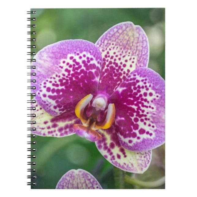 Carnet pourpre d'orchidée (Devant)