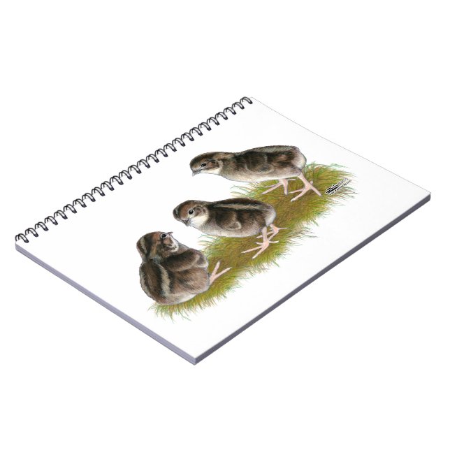 Carnet Poussins de caille Coturnix (Côté gauche)