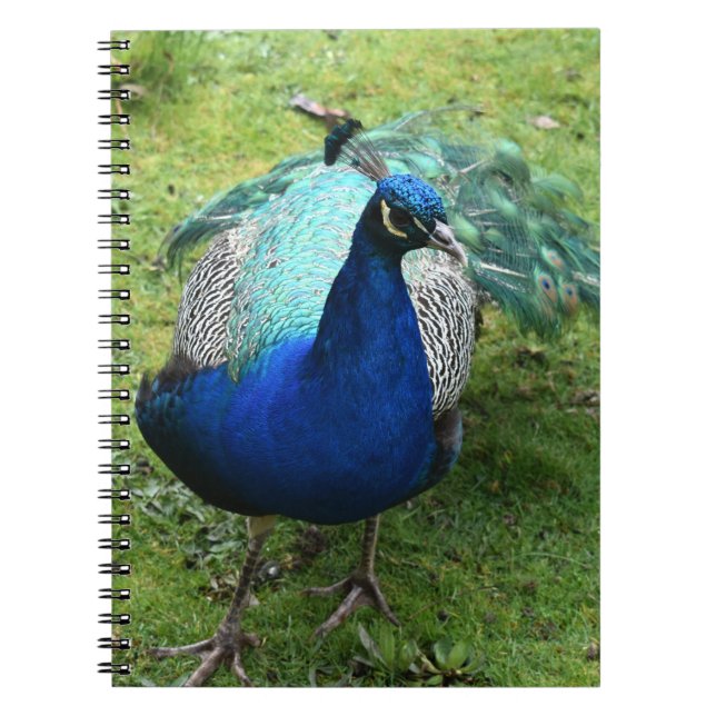 Carnet Pouvoir du Paon Royal (Devant)