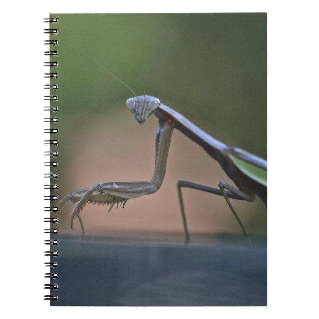 Carnet Prier Mantis (Devant)