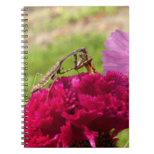 Carnet Prière Mantis Diner sur un papillon de nuit