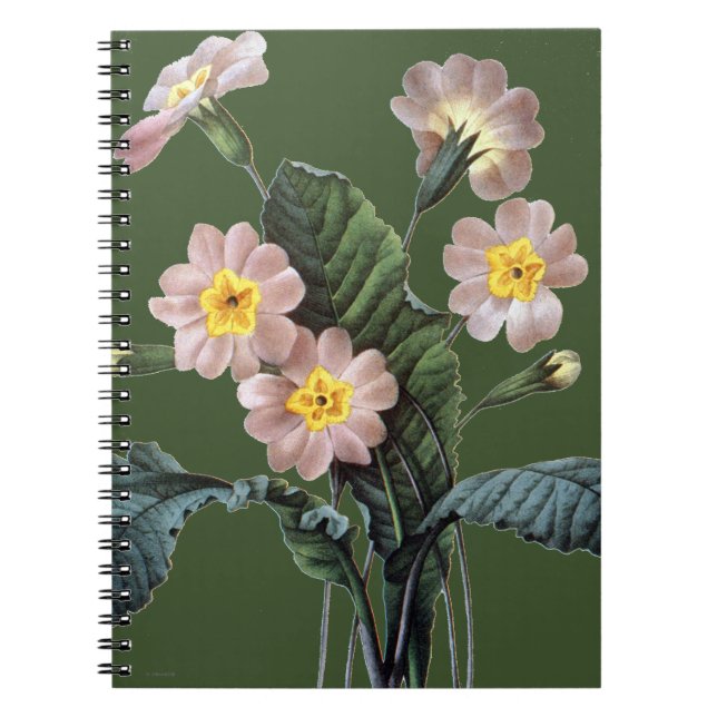 Carnet Primevère (primevère Aucalis) (Devant)