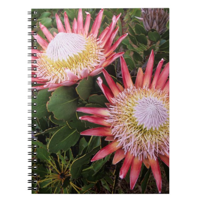 Carnet Protea (Protea Cynaroides), Helderberg (Devant)
