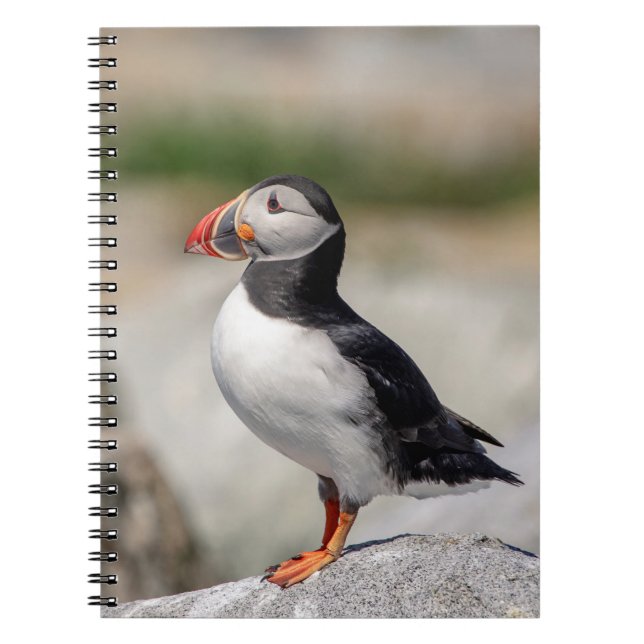 Carnet Puffin Atlantique en Machias, Maine (Devant)