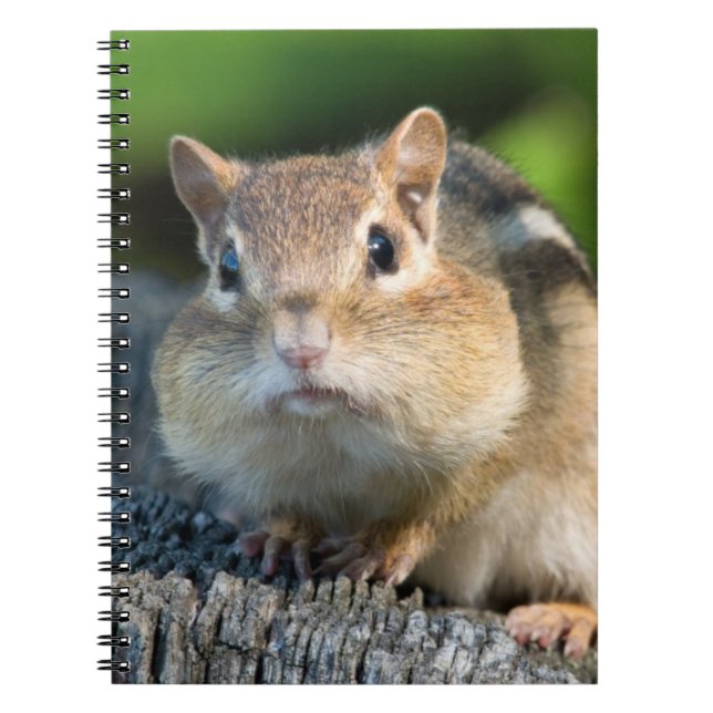Carnet Puffy Cheeked Chipmunk (Devant)