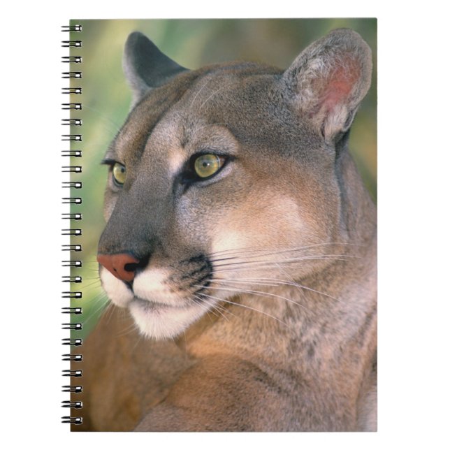 Carnet Puma, Californie (Devant)