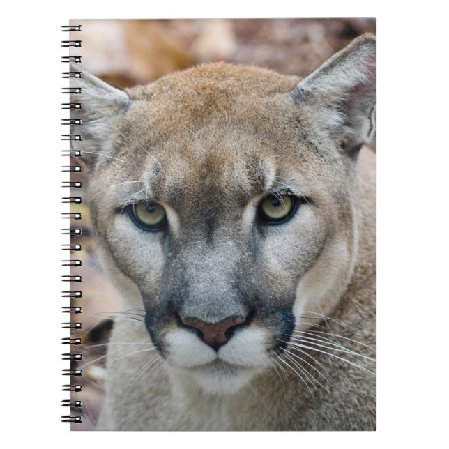 Carnet Puma, cougar, panthère de Floride, Puma (Devant)