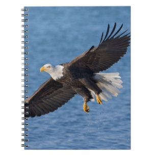 Carnet Pygargue à tête blanche en vol