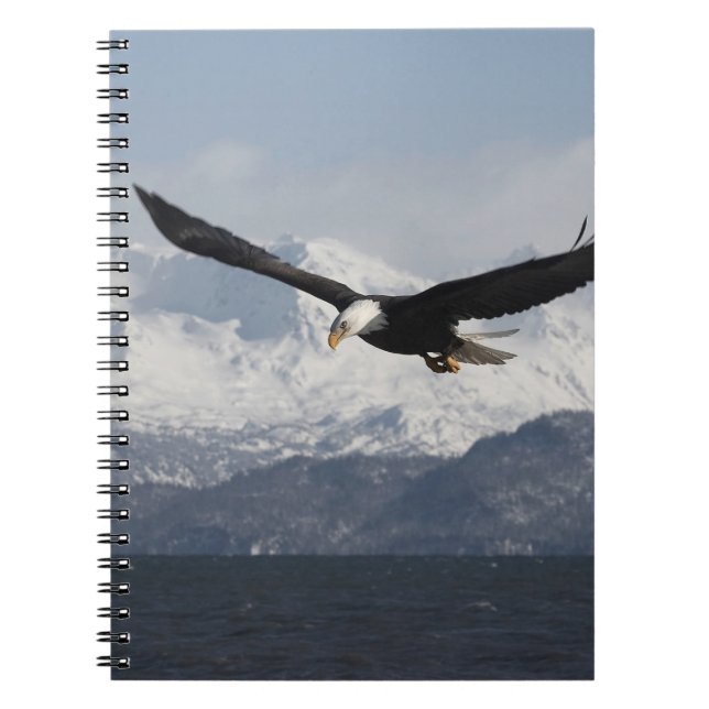 Carnet Pygargue à tête blanche en vol, Haliaeetus leucoce (Devant)