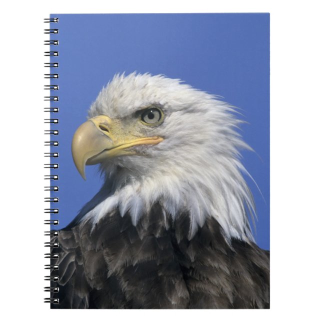 Carnet Pygargue à tête blanche, (Haliaeetus leucocephalus (Devant)