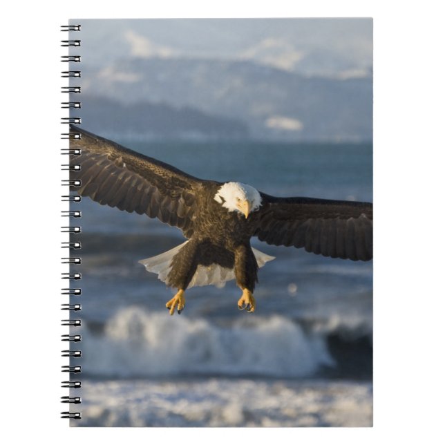 Carnet Pygargue à tête blanche, Haliaeetus leucocephalus, (Devant)