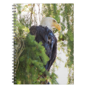 Carnet Pygargue à tête blanche perché dans un sapin de Do