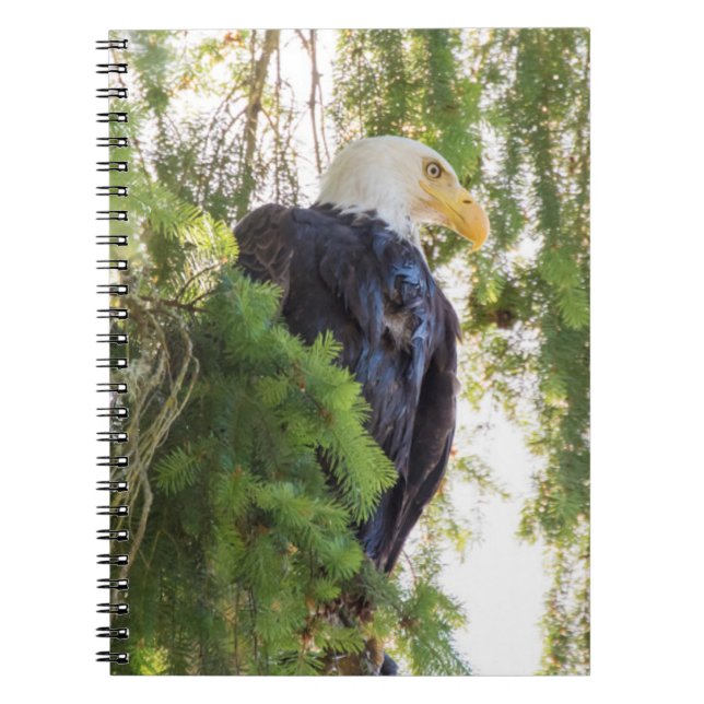 Carnet Pygargue à tête blanche perché dans un sapin de Do (Devant)