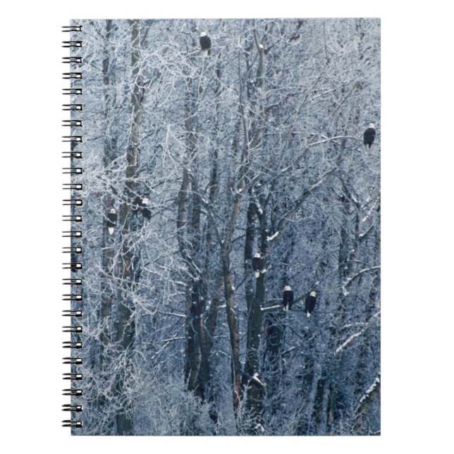 Carnet Pygargues à tête blanche (Devant)