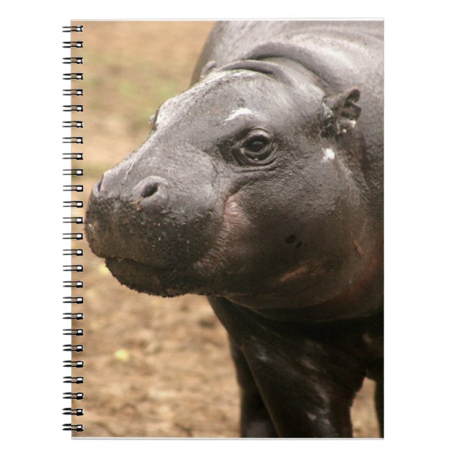 Carnet pygméen d'hippopotame (Devant)