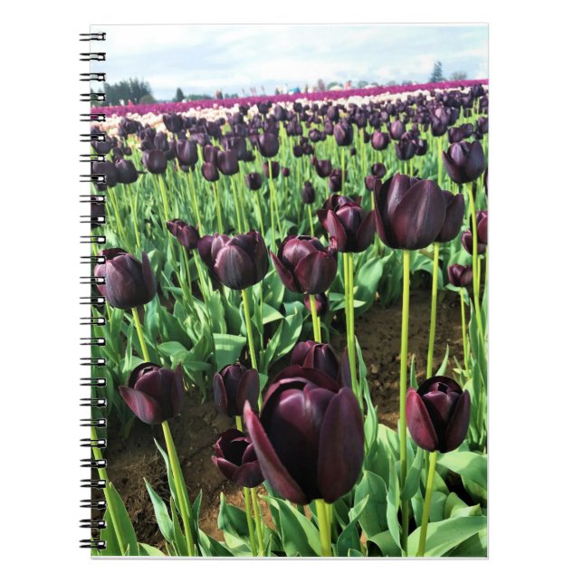 Carnet Queen of the Night Tulips, Oregon (Devant)