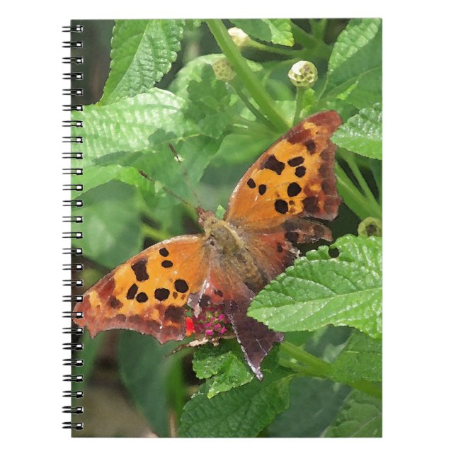 Carnet Question Mark Butterfly on Lantana (Devant)
