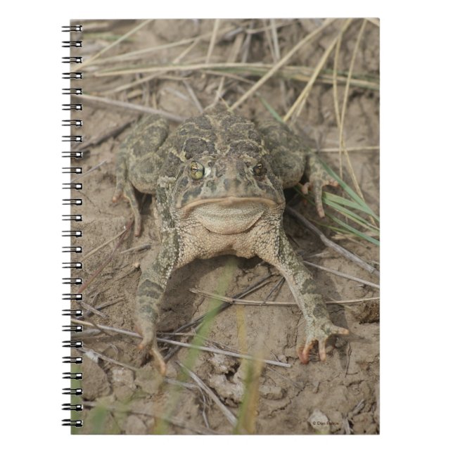 Carnet R10 Prairie Toad (Devant)
