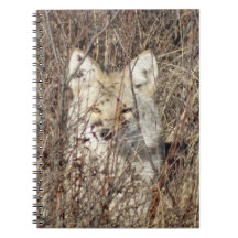 R21 Coyote "Vous surveille"