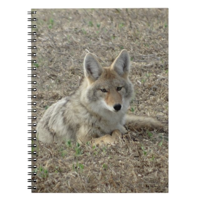 Carnet R22 Coyote Laying (Devant)