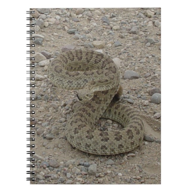 Carnet R9 Serpent à sonnette de prairie (Devant)